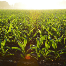 Nutrient recycling (1) Nutrient recycling (1)